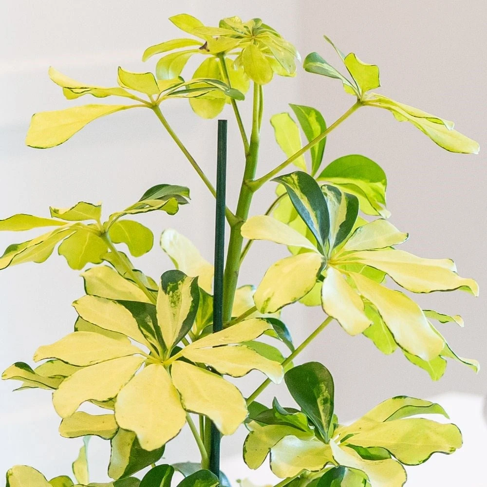 Schefflera Arboricola 'Melanie' 4 Schefflera Arboricola 'Melanie' - Image 2