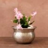 Schlumbergera 'Exotic Dancer' 2 Schlumbergera 'Exotic Dancer' -Feathered Garden pl2000043302