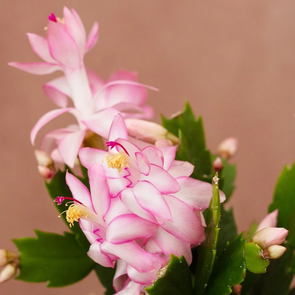 Schlumbergera 'Exotic Dancer' 4 Schlumbergera 'Exotic Dancer' - Image 2