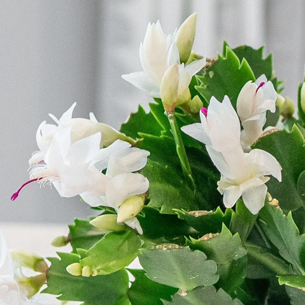 Schlumbergera White-flowered 4 Schlumbergera White-flowered - Image 2