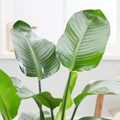 Strelitzia Nicolai -Feathered Garden pl2000043305 card3 lg