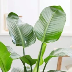 Strelitzia Nicolai -Feathered Garden pl2000043305 card4 lg