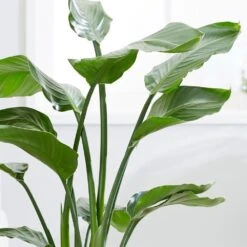 Strelitzia Nicolai -Feathered Garden pl2000043305 card5 lg