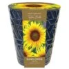 Indoor Sunflower Pot 2 Indoor Sunflower Pot -Feathered Garden pl2000043557