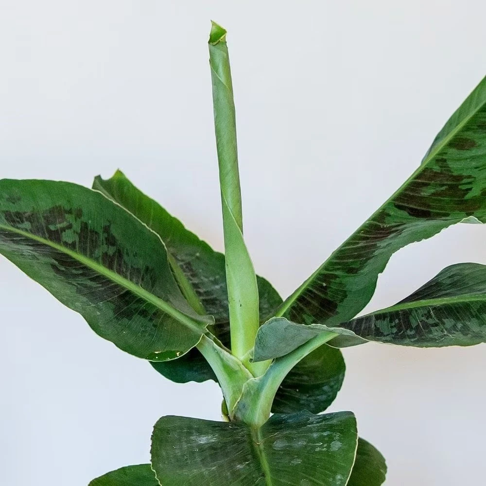 Musa Acuminata 'Dwarf Cavendish' 5 Musa Acuminata 'Dwarf Cavendish' - Image 3