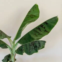 Musa Acuminata 'Dwarf Cavendish' 9 Musa Acuminata 'Dwarf Cavendish' -Feathered Garden pl2000044075 card4 lg