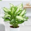 Dieffenbachia 'Camille' 1 Dieffenbachia 'Camille' -Feathered Garden pl2000044097