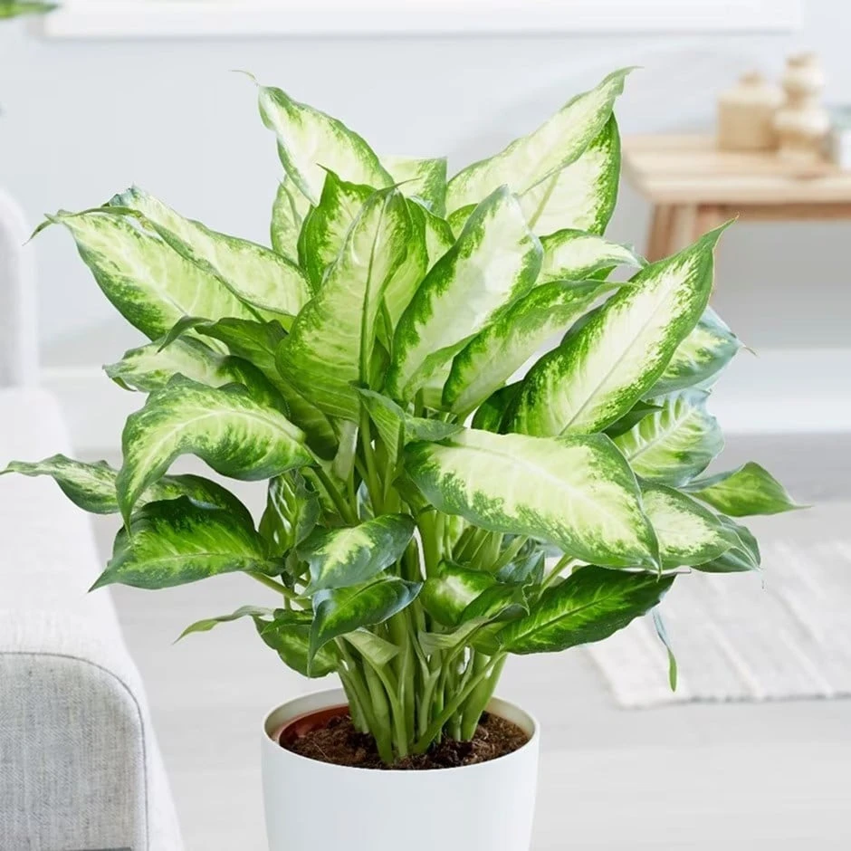 Dieffenbachia 'Camille' 3 Dieffenbachia 'Camille'