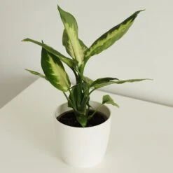 Dieffenbachia 'Camille' 8 Dieffenbachia 'Camille' -Feathered Garden pl2000044097 card2 lg