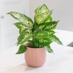Dieffenbachia 'Camille' 9 Dieffenbachia 'Camille' -Feathered Garden pl2000044097 card3 lg