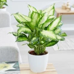 Dieffenbachia 'Camille' 10 Dieffenbachia 'Camille' -Feathered Garden pl2000044097 card4 lg