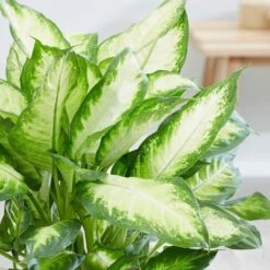 Dieffenbachia 'Camille' 11 Dieffenbachia 'Camille' -Feathered Garden pl2000044097 card5 lg