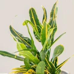 Codiaeum 'Banana' -Feathered Garden pl2000044110 card2 lg