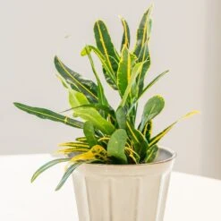 Codiaeum 'Banana' -Feathered Garden pl2000044110 card3 lg