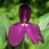 Roscoea 'Harvington Evening Star' -Feathered Garden pl2000044428