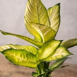 Feathered Garden -Feathered Garden pl2000044820 card2 lg