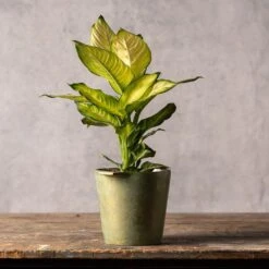 Dieffenbachia 'Summer Style' (PBR) 7 Dieffenbachia 'Summer Style' (PBR) -Feathered Garden pl2000044820 card3 lg