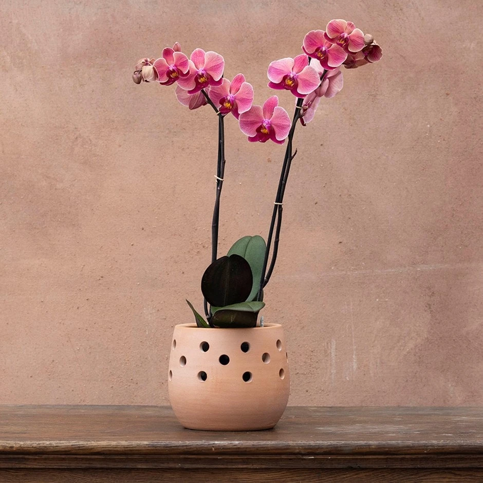 Phalaenopsis 'Asian Coral' 3 Phalaenopsis 'Asian Coral'