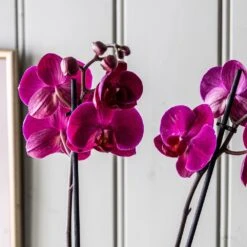 Phalaenopsis Anthura Stellenbosch ('phaldukai') (PBR) -Feathered Garden pl2000044822 card4 lg