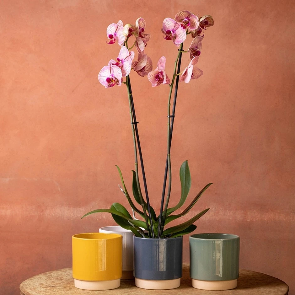 Phalaenopsis 'Younghome Golden Leopard' 3 Phalaenopsis 'Younghome Golden Leopard'