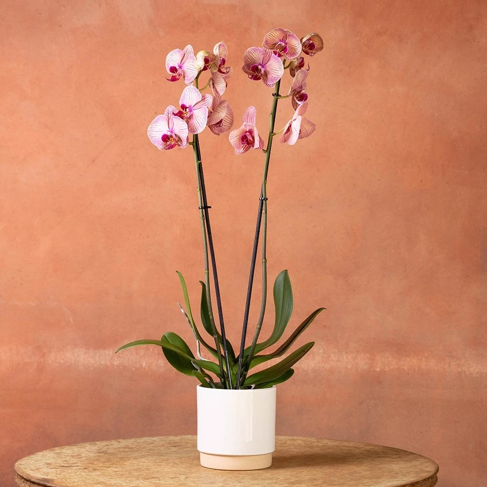 Phalaenopsis 'Younghome Golden Leopard' 4 Phalaenopsis 'Younghome Golden Leopard' - Image 2