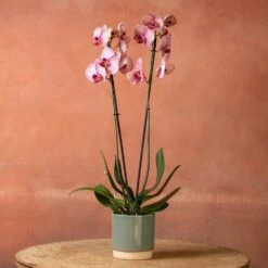 Phalaenopsis 'Younghome Golden Leopard' 10 Phalaenopsis 'Younghome Golden Leopard' -Feathered Garden pl2000044823 card3 lg