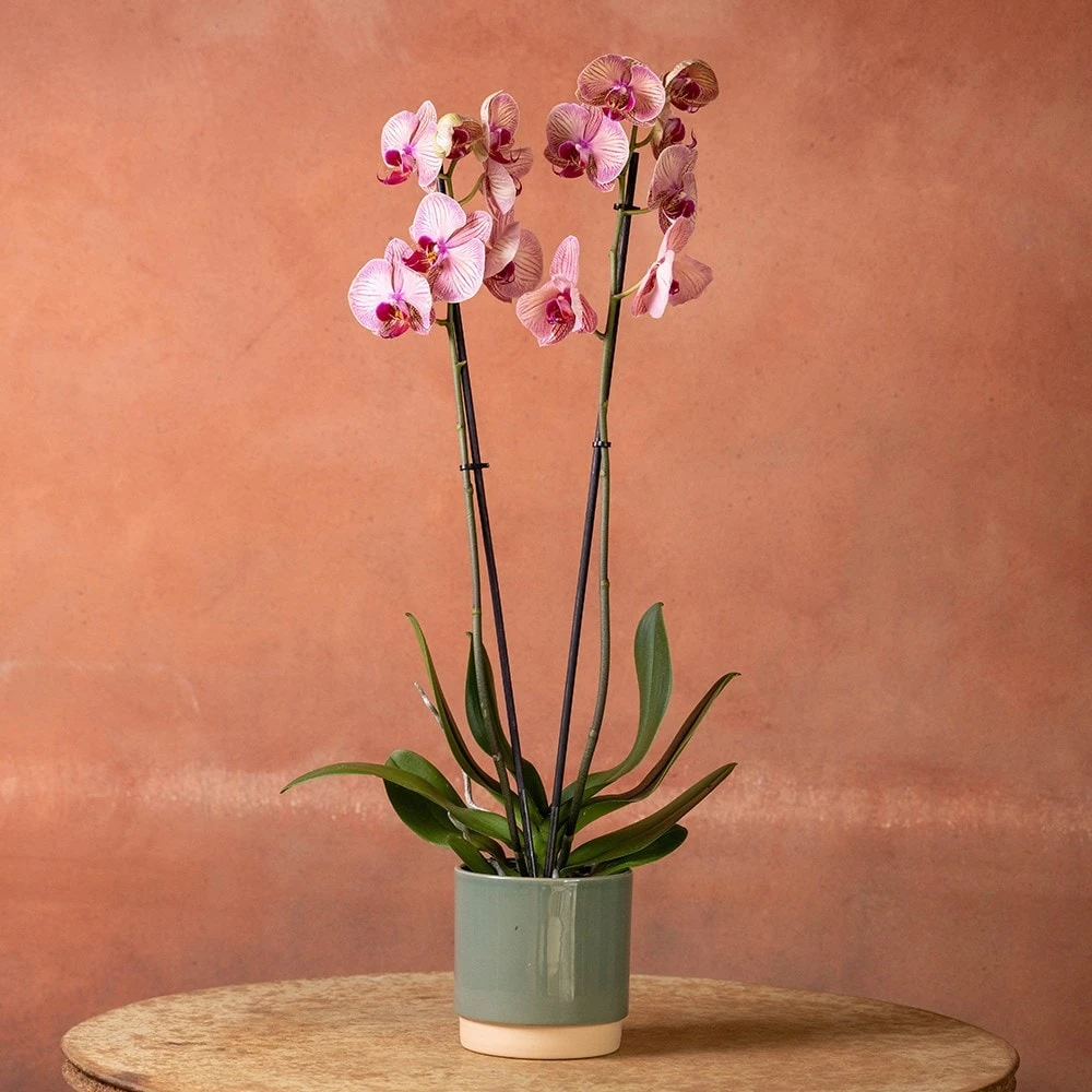 Phalaenopsis 'Younghome Golden Leopard' 5 Phalaenopsis 'Younghome Golden Leopard' - Image 3