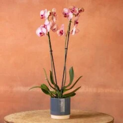 Phalaenopsis 'Younghome Golden Leopard' 11 Phalaenopsis 'Younghome Golden Leopard' -Feathered Garden pl2000044823 card4 lg