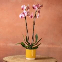 Phalaenopsis 'Younghome Golden Leopard' 12 Phalaenopsis 'Younghome Golden Leopard' -Feathered Garden pl2000044823 card5 lg