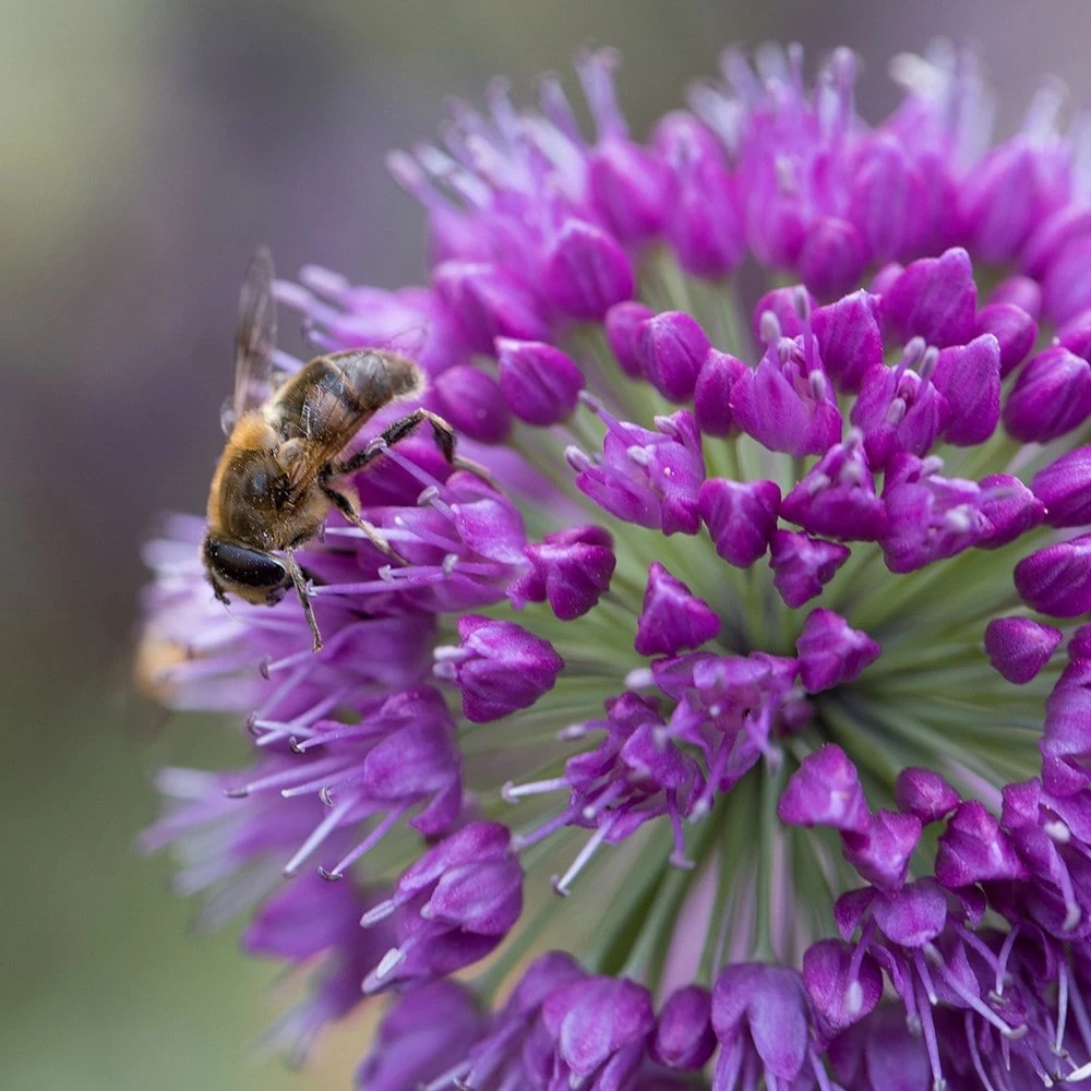 Allium 'Lavender Bubbles' 4 Allium 'Lavender Bubbles' - Image 2