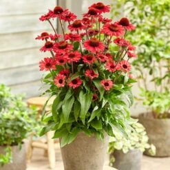 Echinacea SunSeekers Red ('Apecssired') (SunSeekers Series) -Feathered Garden pl2000045050 card3 lg