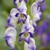 Aconitum × Cammarum 'Bicolor' -Feathered Garden pl2000045481
