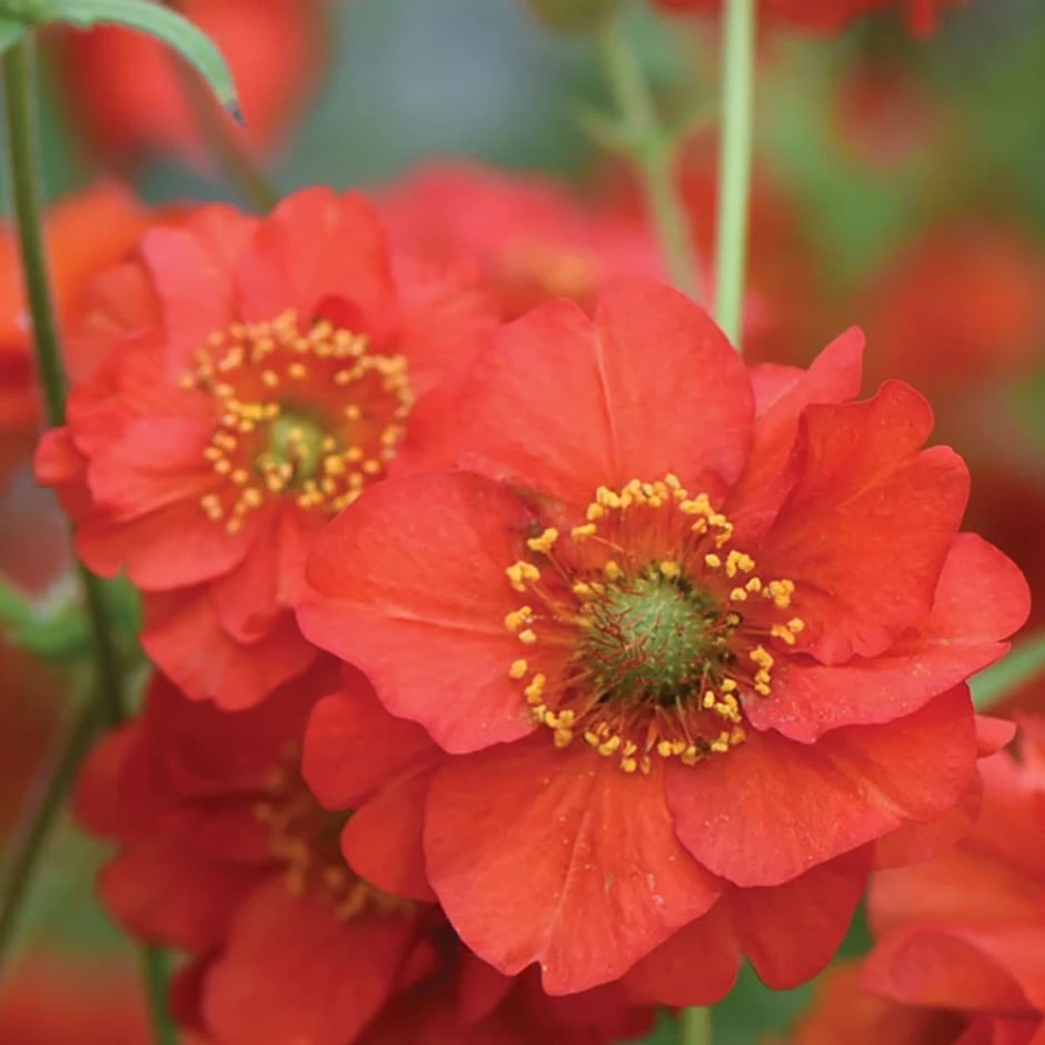 Geum 'Blazing Sunset' 3 Geum 'Blazing Sunset'