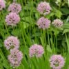 Allium Angulosum 'Summer Beauty' 1 Allium Angulosum 'Summer Beauty' -Feathered Garden pl2000045940