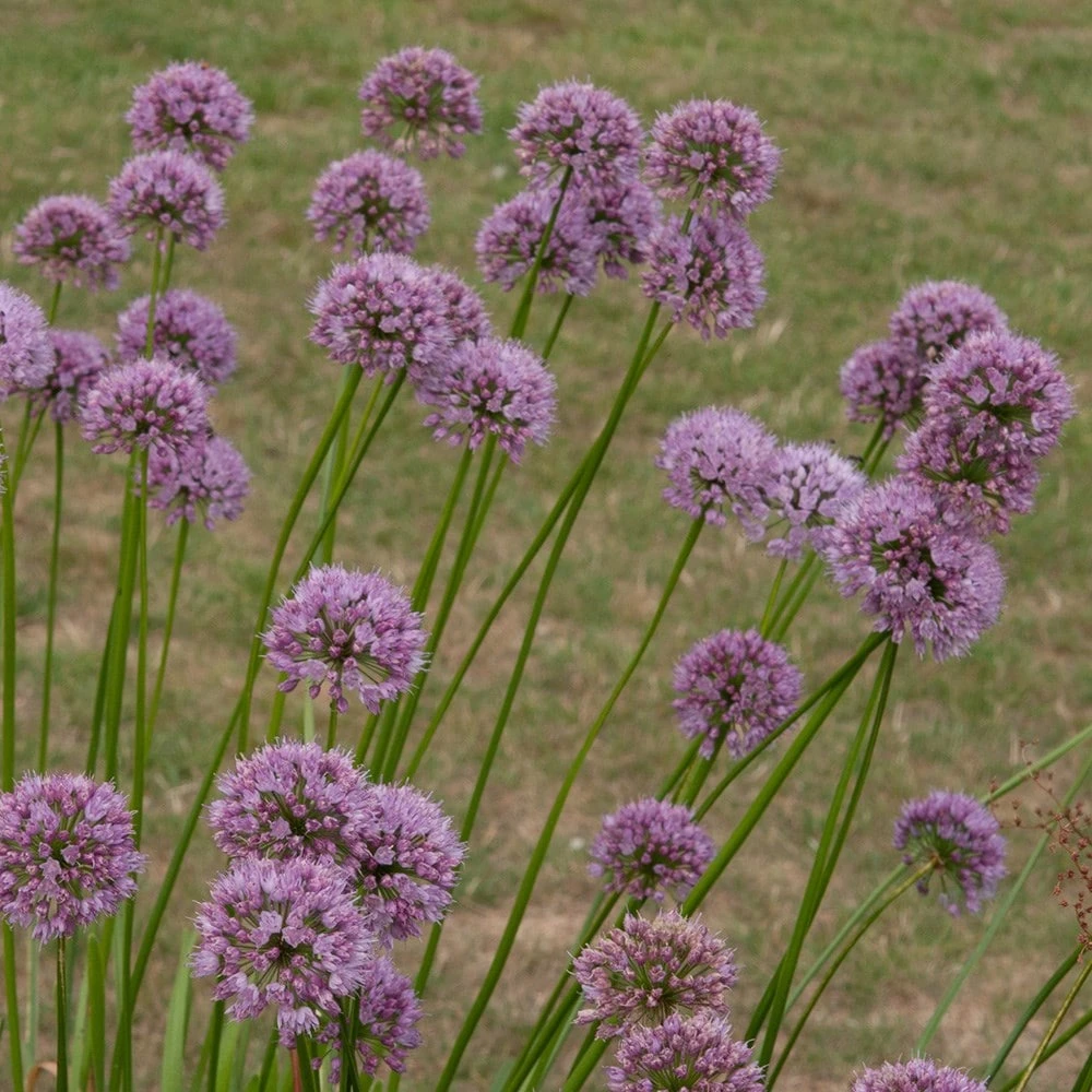 Allium Angulosum 'Summer Beauty' 5 Allium Angulosum 'Summer Beauty' - Image 3