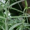 Polygonatum verticillatum 'Giant One' -Feathered Garden pl2000046052