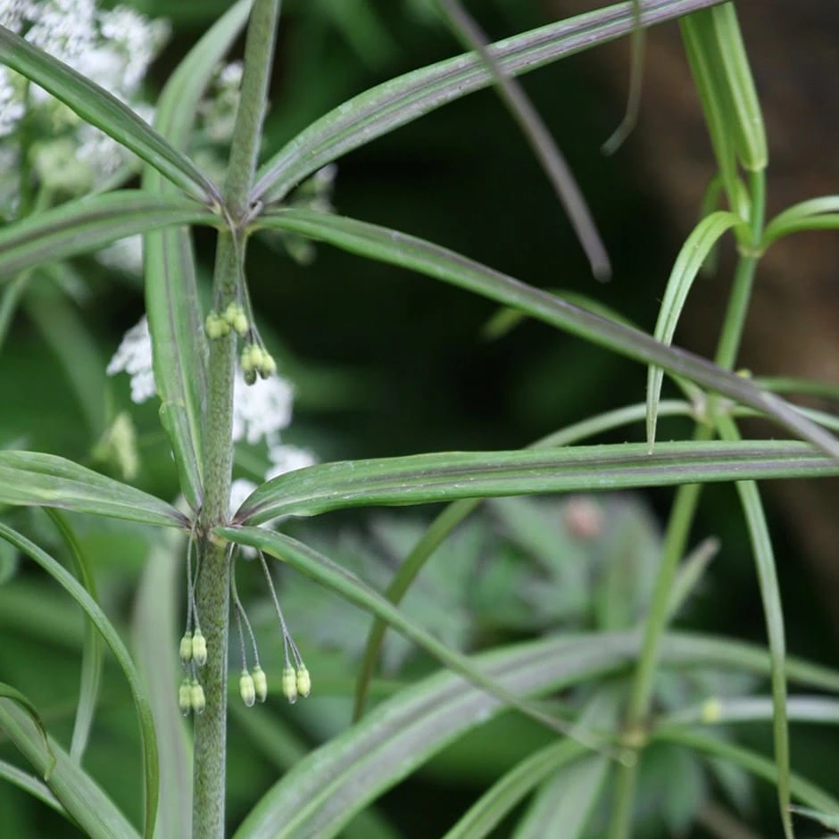 Polygonatum verticillatum 'Giant One' 3 Polygonatum verticillatum 'Giant One'