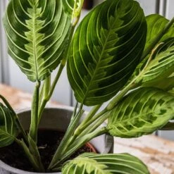 Maranta Leuconeura Var. Erythroneura 'Lemon Lime' 6 Maranta Leuconeura Var. Erythroneura 'Lemon Lime' -Feathered Garden pl2000046117 card2 lg