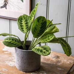 Maranta Leuconeura Var. Erythroneura 'Lemon Lime' 7 Maranta Leuconeura Var. Erythroneura 'Lemon Lime' -Feathered Garden pl2000046117 card3 lg