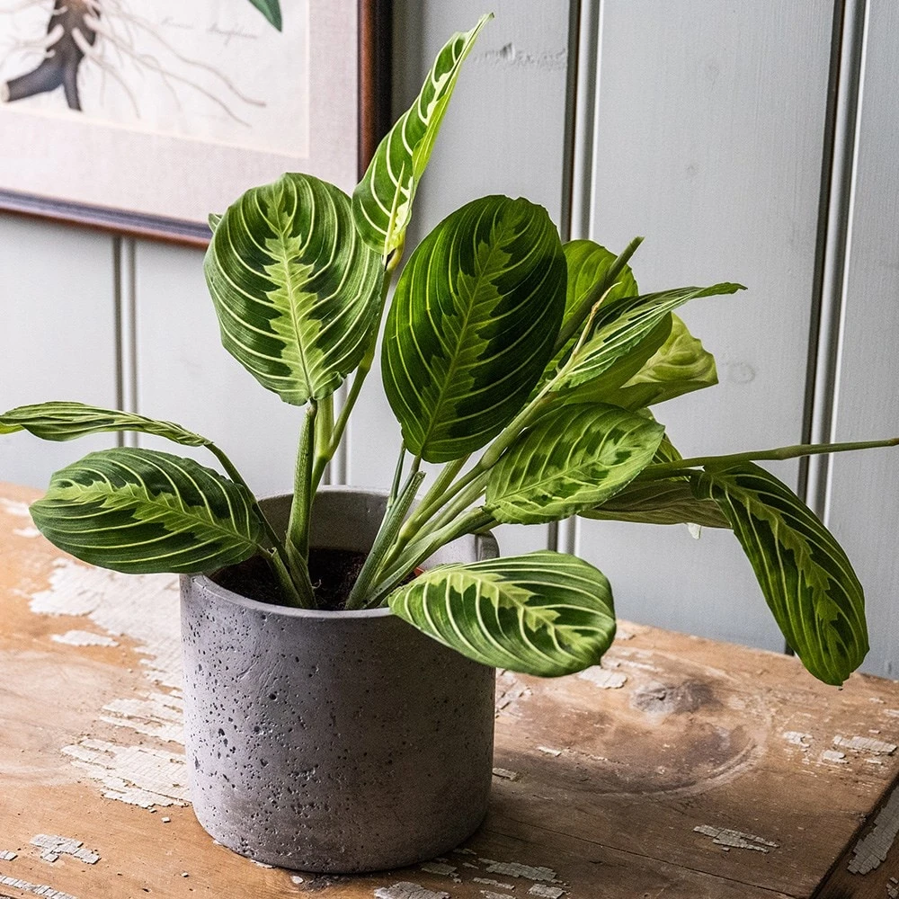 Maranta Leuconeura Var. Erythroneura 'Lemon Lime' 5 Maranta Leuconeura Var. Erythroneura 'Lemon Lime' - Image 3