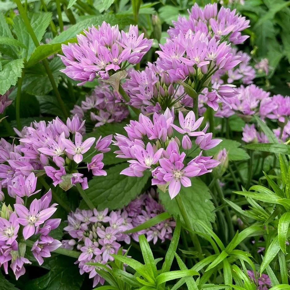 Allium Senescens Subsp. Glaucum 3 Allium Senescens Subsp. Glaucum