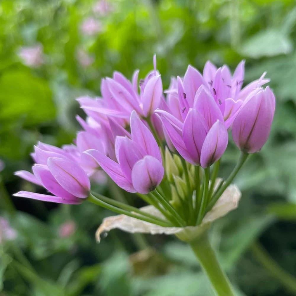 Allium Senescens Subsp. Glaucum 4 Allium Senescens Subsp. Glaucum - Image 2