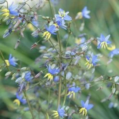 Dianella Revoluta Coolvista ('Allyn-Citation') (PBR) -Feathered Garden pl2000046251 card3 lg