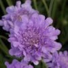 Scabiosa Flutter Deep Blue ('Balfluttdelu') (PBR) (Flutter Series) 2 Scabiosa Flutter Deep Blue ('Balfluttdelu') (PBR) (Flutter Series) -Feathered Garden pl2000046256