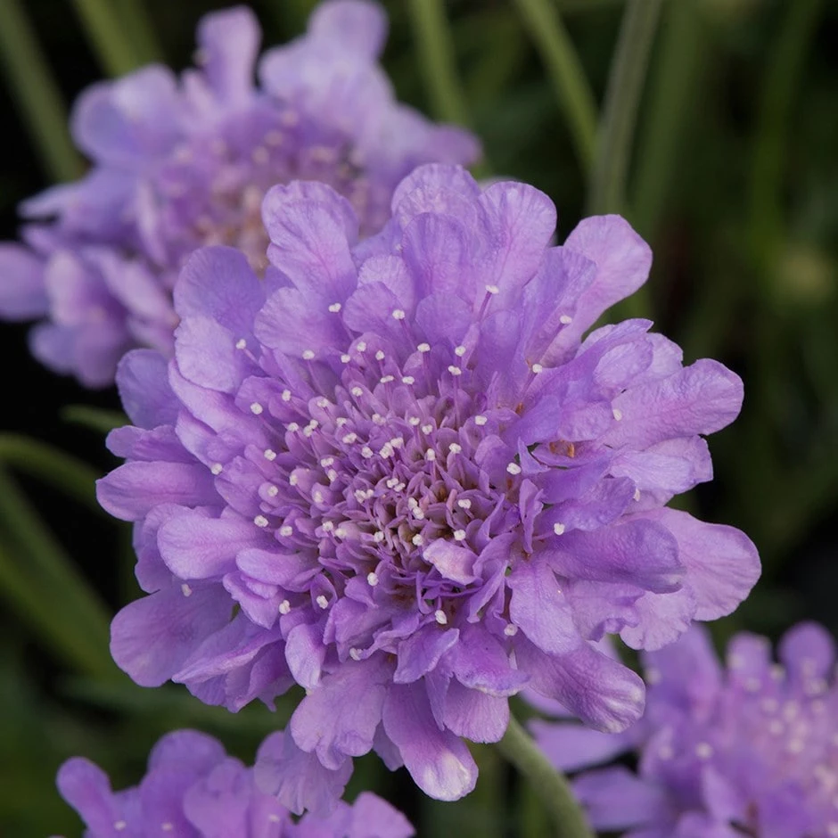 Scabiosa Flutter Deep Blue ('Balfluttdelu') (PBR) (Flutter Series) 3 Scabiosa Flutter Deep Blue ('Balfluttdelu') (PBR) (Flutter Series)
