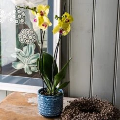 Phalaenopsis 'Miraflore' -Feathered Garden pl2000046337 card3 lg