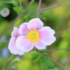 Anemone × Hybrida 'Loreley' -Feathered Garden pl2000046383