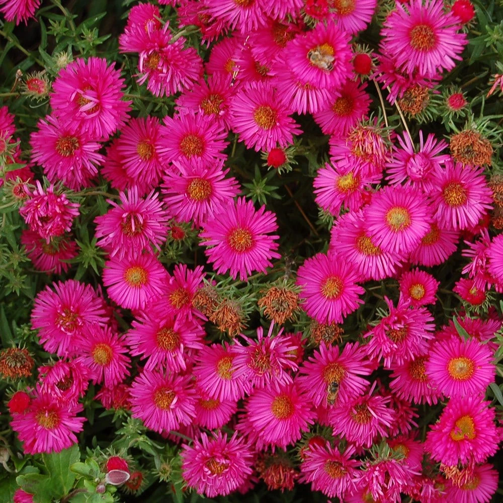 Symphyotrichum Novae-angliae 'Andenken An Alma Pötschke' 4 Symphyotrichum Novae-angliae 'Andenken An Alma Pötschke' - Image 2