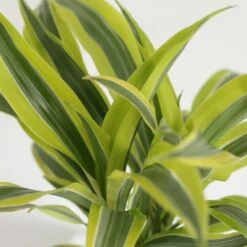 Dracaena Fragrans (Deremensis Group) 'Lemon Lime' 8 Dracaena Fragrans (Deremensis Group) 'Lemon Lime' -Feathered Garden pl2000046605 card2 lg