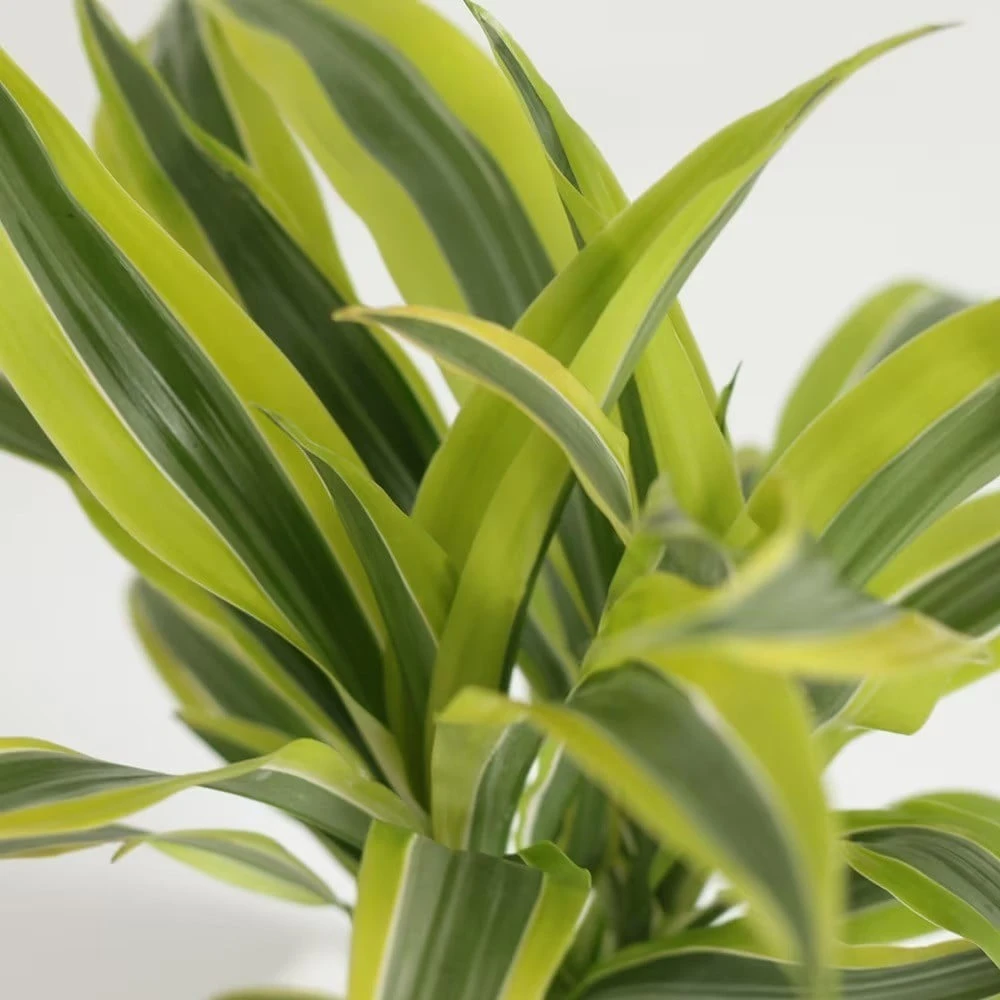 Dracaena Fragrans (Deremensis Group) 'Lemon Lime' 4 Dracaena Fragrans (Deremensis Group) 'Lemon Lime' - Image 2